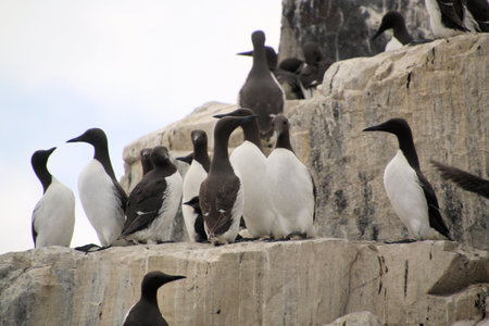 Group of Guillemot (Uria aalge) on rockの写真素材