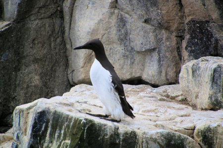 Group of Guillemot (Uria aalge) on rockの写真素材