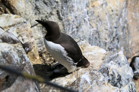 Group of Guillemot (Uria aalge) on rockの写真素材