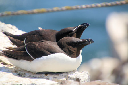 Group of Guillemot (Uria aalge) on rockの写真素材