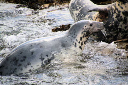 Pair of Grey Seal (Halichoerus grypus)の写真素材