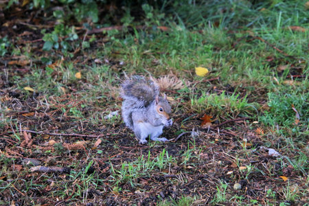 Squirrel eating a nut on the ground in the park in autumn