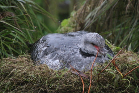 Great crested grebe in its nest, Falkland Islands.の写真素材