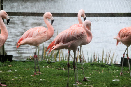 Flamingo in the zoo, Phoenicopterus ruberの写真素材