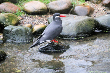 A close up of an Inca Tern at Martin Mere Nature Reserveの写真素材