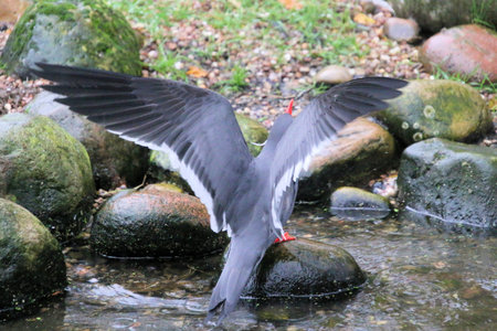 A close up of an Inca Tern at Martin Mere Nature Reserve