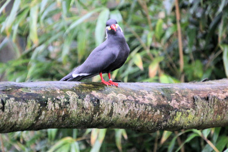 A close up of an Inca Tern at Martin Mere Nature Reserveの写真素材