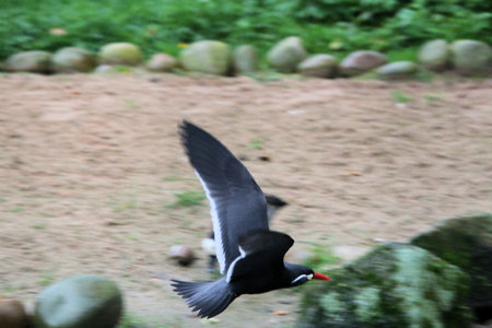 A close up of an Inca Tern at Martin Mere Nature Reserve