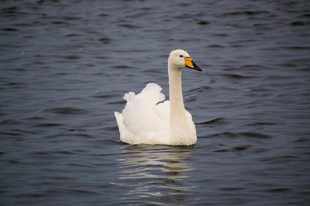 Whooper swan on the lake in winter, swans on the lake, nature series