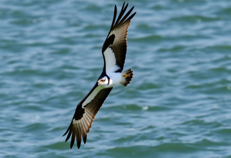 Osprey, Pandion haliaetus, single bird in flight, Brazilの素材