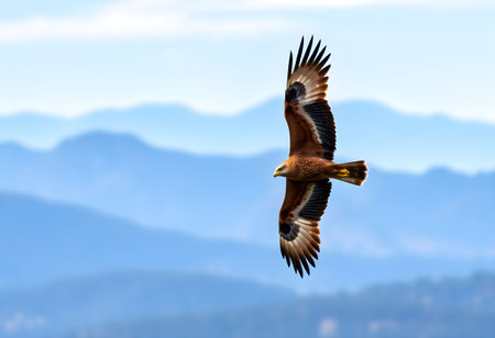 Osprey in flight over the water in the Florida Evergladesの素材