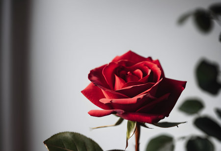 red rose on white background, valentine's day and love conceptの素材