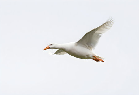 White duck flying in the air over a pink background with copy spaceの素材