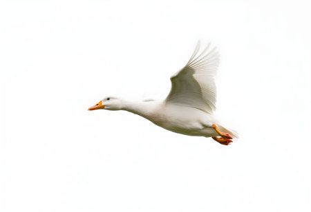 White duck flying in the air over a pink background with copy spaceの素材