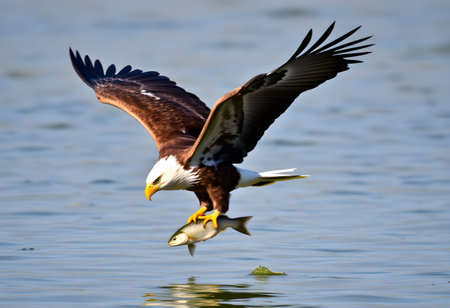 Bald Eagle (Haliaeetus leucocephalus) flying above the waterの素材