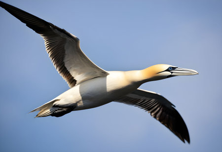 Northern Gannet (Morus bassanus) flying over the seaの素材