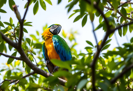 Colorful macaw on a tree in the rainforest of Costa Ricaの素材