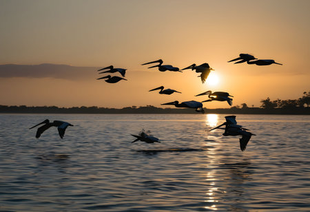 A group of Pelicans in flightの素材