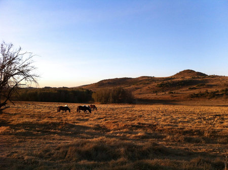 five horses in the field beautiful.の素材
