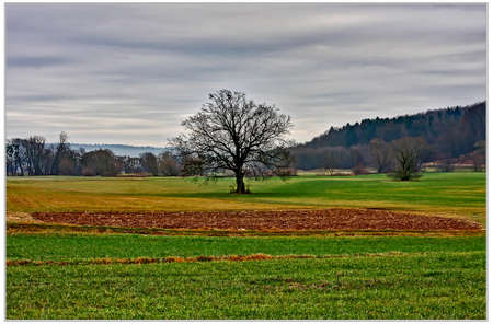 Lonely treeの写真素材