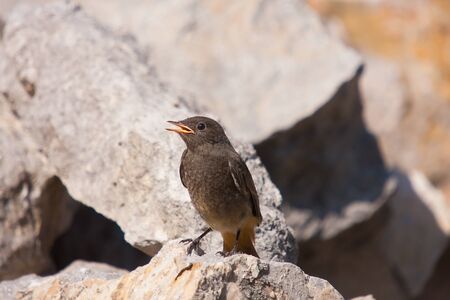 Black redstart (Phoenicurus ochruros) is a small passerine bird in the redstart genus Phoenicurus.の写真素材