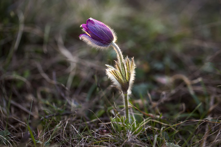 Purple pasque flowers  - one of the first signs of Spring!の写真素材