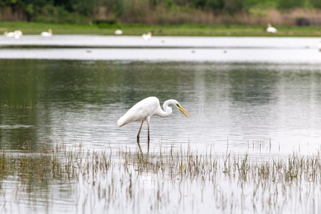 Great egret seeking for food near the water.の写真素材
