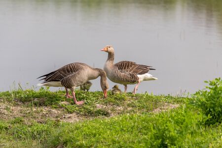 Pair of Greylag goose (Anser anser) with chicksの写真素材