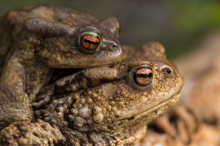 Mating Common Toads close up