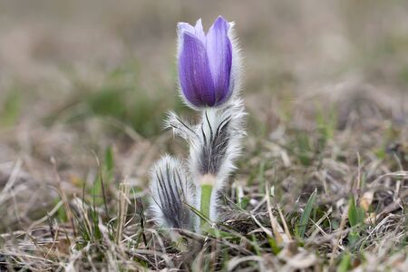 Purple pasque flowers  - one of the first signs of Spring! Pulsatilla grandis, or the greater pasque flower, is a species of flowering plant in the genus Pulsatilla of the family Ranunculaceae. Bo? (Slovenia)の写真素材