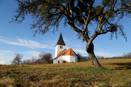 Old apple tree and the Catholic Church in the background.の写真素材