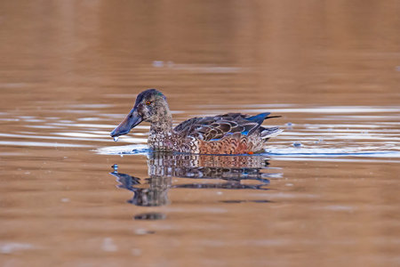 Northern shoveler, or northern shoveller, sometimes known simply as the shoveller, is a common and widespread duck.の写真素材