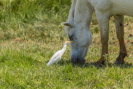 White camargue horse and cattle ergetの写真素材