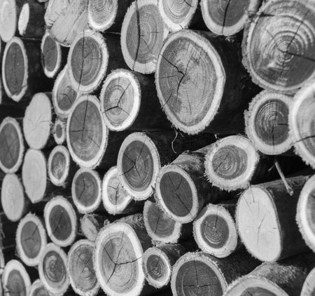 Stacked trunks outside a house for stove