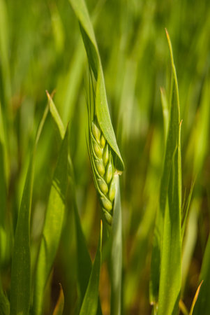 Close up of ear of corn used for preparing pasta