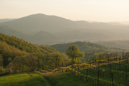 Rows of a cultivation of wine grapes with hills on the horizon illuminated by the rays of the sunの写真素材