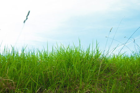 Many blades of grass seen from below with hazy skyの写真素材