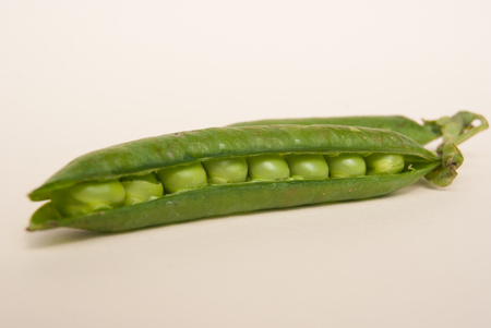 Pisum sativum with eight peas and podの写真素材