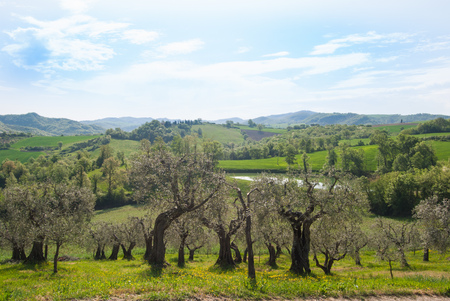 Panorama on field cultivated with olive trees and other processed agricultural fields on hillsの写真素材