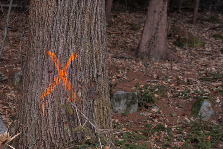Cross sign on tree trunk before breaking down a tree for edifyの写真素材