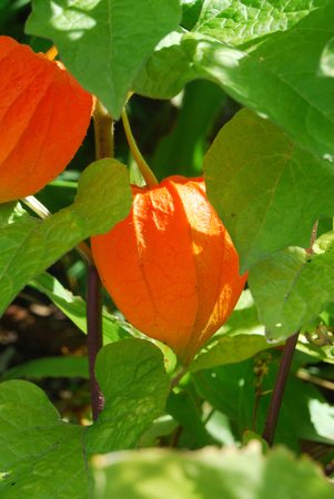 Close up of a single orange Physalis alkekengi almost readyの写真素材