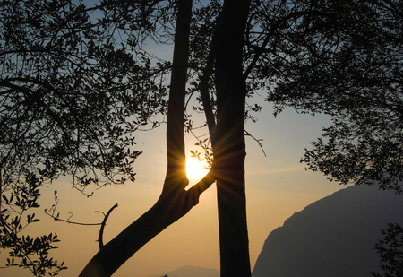 Sun at sunset as lying between the olive branchesの写真素材