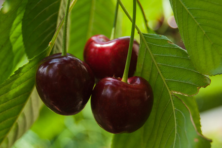Close-up of three cherries still on the branch and ready to be eatenの写真素材