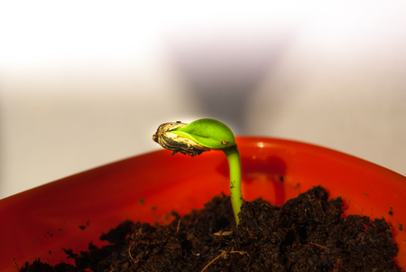 Seed of sunflower just opened and germinatedの写真素材