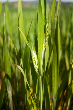 Close up of ear of corn used for preparing pastaの写真素材