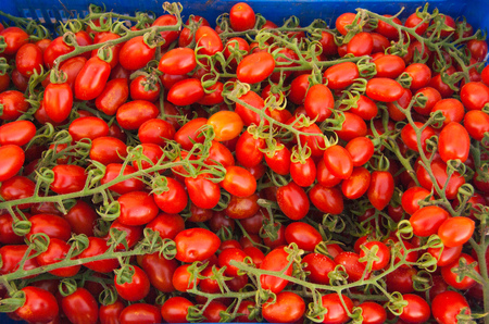 Box full of ripe and fresh little tomatoes with petioleの写真素材