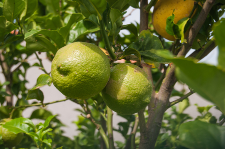 2 green lemons and 1 yellow attached to the treeの写真素材