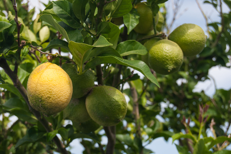 Green lemons and 1 yellow attached to the treeの写真素材