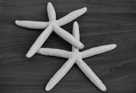 2 big starfishes on a wooden tableの写真素材