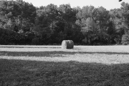 A bale of hay in the middle of the fieldの写真素材